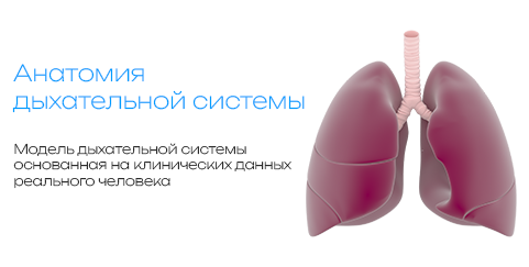 O'pka 3D modeli